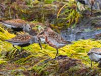 Calidris ferruginea Surfklubben, Klagshamns udde, Malmö, Skåne, Sweden 20230723_0073