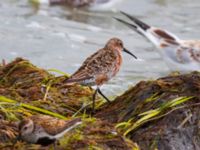 Calidris ferruginea Surfklubben, Klagshamns udde, Malmö, Skåne, Sweden 20230723_0078