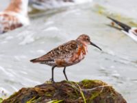 Calidris ferruginea Surfklubben, Klagshamns udde, Malmö, Skåne, Sweden 20230723_0080