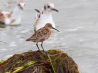 Calidris ferruginea Surfklubben, Klagshamns udde, Malmö, Skåne, Sweden 20230723_0086