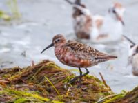 Calidris ferruginea Surfklubben, Klagshamns udde, Malmö, Skåne, Sweden 20230723_0087