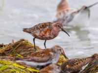 Calidris ferruginea Surfklubben, Klagshamns udde, Malmö, Skåne, Sweden 20230723_0090