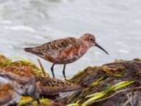 Calidris ferruginea Surfklubben, Klagshamns udde, Malmö, Skåne, Sweden 20230723_0091