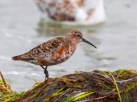 Calidris ferruginea Surfklubben, Klagshamns udde, Malmö, Skåne, Sweden 20230723_0092