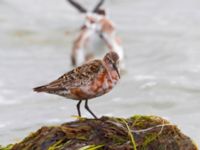 Calidris ferruginea Surfklubben, Klagshamns udde, Malmö, Skåne, Sweden 20230723_0093