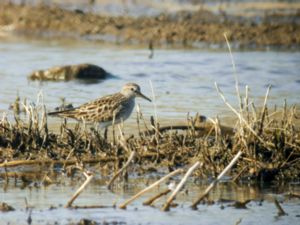 Calidris fuscicollis - White-rumped Sandpiper - Vitgumpsnäppa