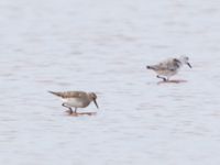 Calidris fuscicollis Salin Sal Rei, Boavista, Cape Verde 20101113B 4297