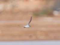 Calidris fuscicollis Salin Sal Rei, Boavista, Cape Verde 20101113B 4323