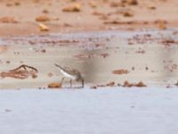 Calidris fuscicollis Salin Sal Rei, Boavista, Cape Verde 20101113B 4336