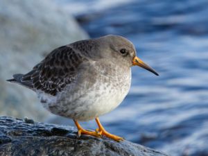 Calidris maritima - Purple Sandpiper - Skärsnäppa