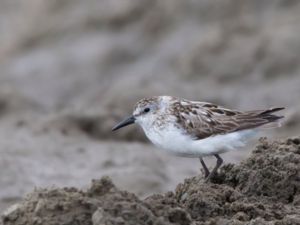 Calidris mauri - Western Sandpiper - Tundrasnäppa