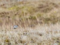 Calidris mauri ad Barrow, Alaska, USA 20140701B_0232