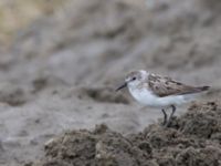 Calidris mauri ad New Landfill road, Barrow, Alaska, USA 20140702B_0084