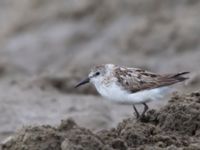 Calidris mauri ad New Landfill road, Barrow, Alaska, USA 20140702B_0086