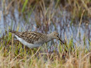 Calidris melanotos - Pectoral Sandpiper - Tuvsnäppa