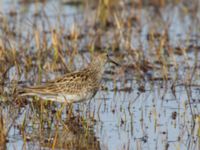 Calidris melanotos Winter Trail, Barrow, Alaska, USA 20140701_0643