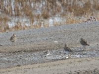 Calidris melanotos ad et Calidris pusilla ad Winter trail, Barrow, Alaska, USA 20140701_0446