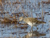 Calidris melanotos ad female Winter Trail, Barrow, Alaska, USA 20140701_0647