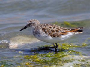 Calidris minuta - Little Stint - Småsnäppa