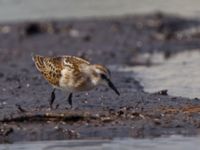 Calidris minuta 1cy Äspet, Kristianstad, Skåne, Sweden 20110808 033