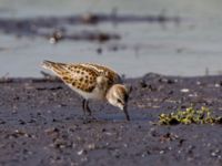 Calidris minuta 1cy Äspet, Kristianstad, Skåne, Sweden 20110808 090