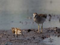 Calidris minuta 1cy et Tringa glareola 1cy Äspet, Kristianstad, Skåne, Sweden 20110808 110