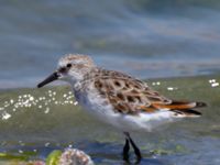 Calidris minuta ad Km 20, Israel 2013-03-28 451