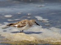 Calidris minuta ad Km 20, Israel 2013-03-28 548