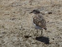 Calidris minuta ad Longcarini Cuba, Sicily, Italy 20110802 179