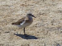 Calidris minuta ad Longcarini Cuba, Sicily, Italy 20110802 192