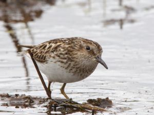 Calidris minutilla - Least Sandpiper Dvärgsnäppa