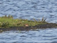 Calidris minutilla Klingavälsåns utlopp, Lund, Skåne, Sweden 20220514_0102