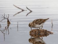 Calidris minutilla ad 17-mile Lake, Denali Highway, Alaska, USA 20140627_0229