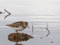 Calidris minutilla ad 17-mile Lake, Denali Highway, Alaska, USA 20140627_0232