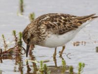 Calidris minutilla ad 17-mile Lake, Denali Highway, Alaska, USA 20140627_0241