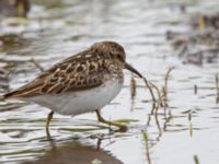 Calidris minutilla ad 17-mile Lake, Denali Highway, Alaska, USA 20140627_0247