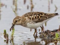 Calidris minutilla ad 17-mile Lake, Denali Highway, Alaska, USA 20140627_0249