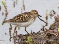 Calidris minutilla ad 17-mile Lake, Denali Highway, Alaska, USA 20140627_0250