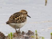 Calidris minutilla ad 17-mile Lake, Denali Highway, Alaska, USA 20140627_0256