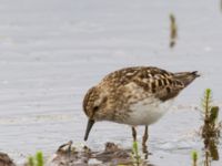 Calidris minutilla ad 17-mile Lake, Denali Highway, Alaska, USA 20140627_0261