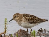 Calidris minutilla ad 17-mile Lake, Denali Highway, Alaska, USA 20140627_0265