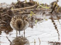 Calidris minutilla ad 17-mile Lake, Denali Highway, Alaska, USA 20140627_0270