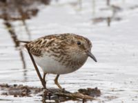 Calidris minutilla ad 17-mile Lake, Denali Highway, Alaska, USA 20140627_0274