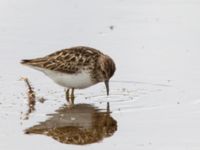 Calidris minutilla ad 17-mile Lake, Denali Highway, Alaska, USA 20140627_0284