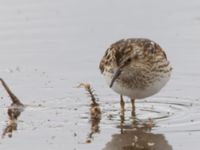 Calidris minutilla ad 17-mile Lake, Denali Highway, Alaska, USA 20140627_0285