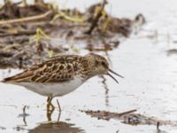 Calidris minutilla ad 17-mile Lake, Denali Highway, Alaska, USA 20140627_0294