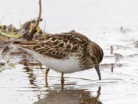 Calidris minutilla ad 17-mile Lake, Denali Highway, Alaska, USA 20140627_0295