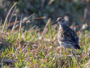 Calidris ptilocnemis - Rock Sandpiper - Klippsnäppa