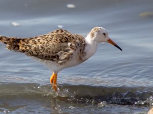 Calidris pugnax - Ruff - Brushane