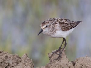 Calidris pusilla - Semipalmated Sandpiper - Sandsnäppa